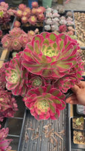 Load and play video in Gallery viewer, Aeonium Pink Witch - April Farm/Rare Succulents