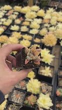 Load and play video in Gallery viewer, Haworthia Orange Variegated Retusa with pup (1)
