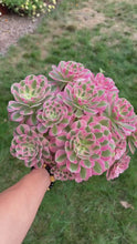Load and play video in Gallery viewer, Aeonium Bonsai Pink Witch Cluster (4) - April Farm/Rare Succulent
