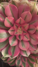 Load and play video in Gallery viewer, Valentine&#39;s Day gift - Aeonium Pink Witch Bouquet
