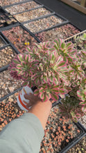 Load and play video in Gallery viewer, Aeonium Pink Witch Large Crested (5) - April Farm/Rare Succulent
