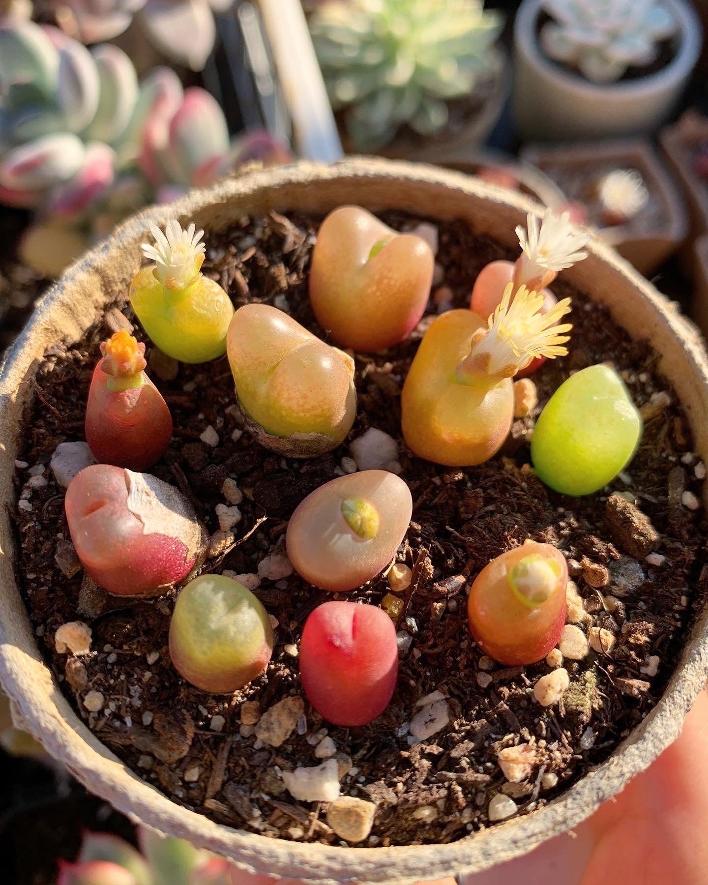 conophytum succulent Conophytum maughanii (one mini plant 1cm 3.5years)