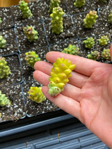 Euphorbia RichEye Gold - April Farm/Rare Succulents
