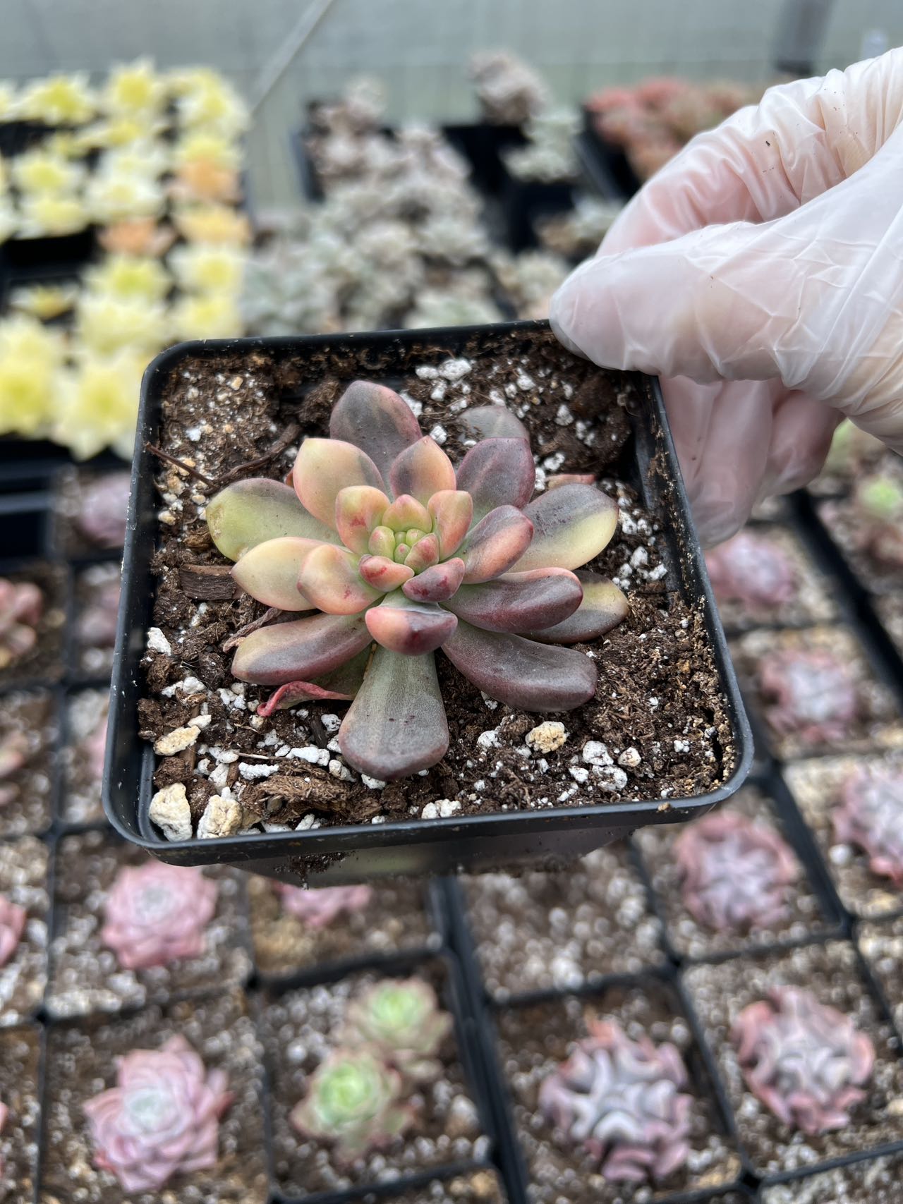 succulent pachyveria Pachyveria 'Paradoxa' variegated