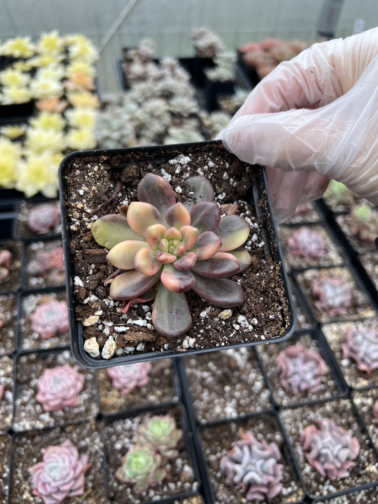 pachyveria succulent Pachyveria 'Paradoxa' variegated
