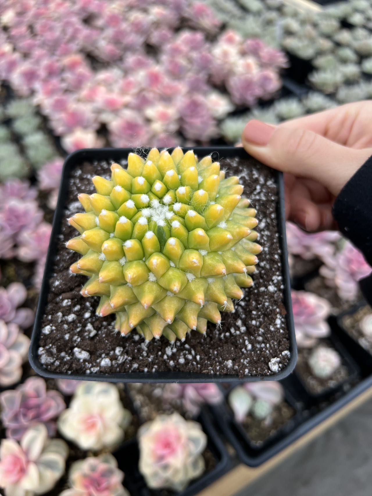 Mammillaria Marksiana Variegated