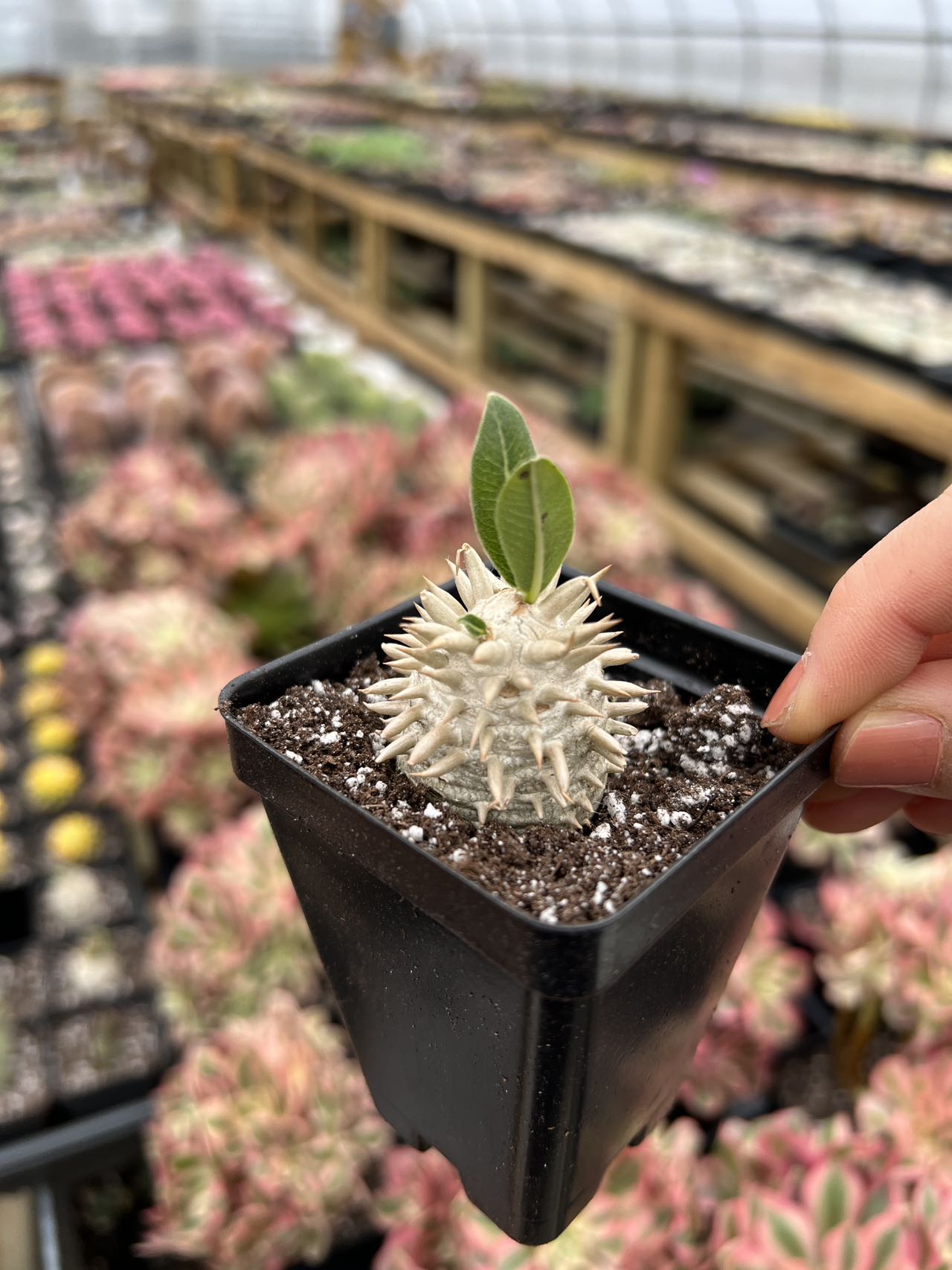 pachypodium succulent Pachypodium brevicaule x p.densiflorum