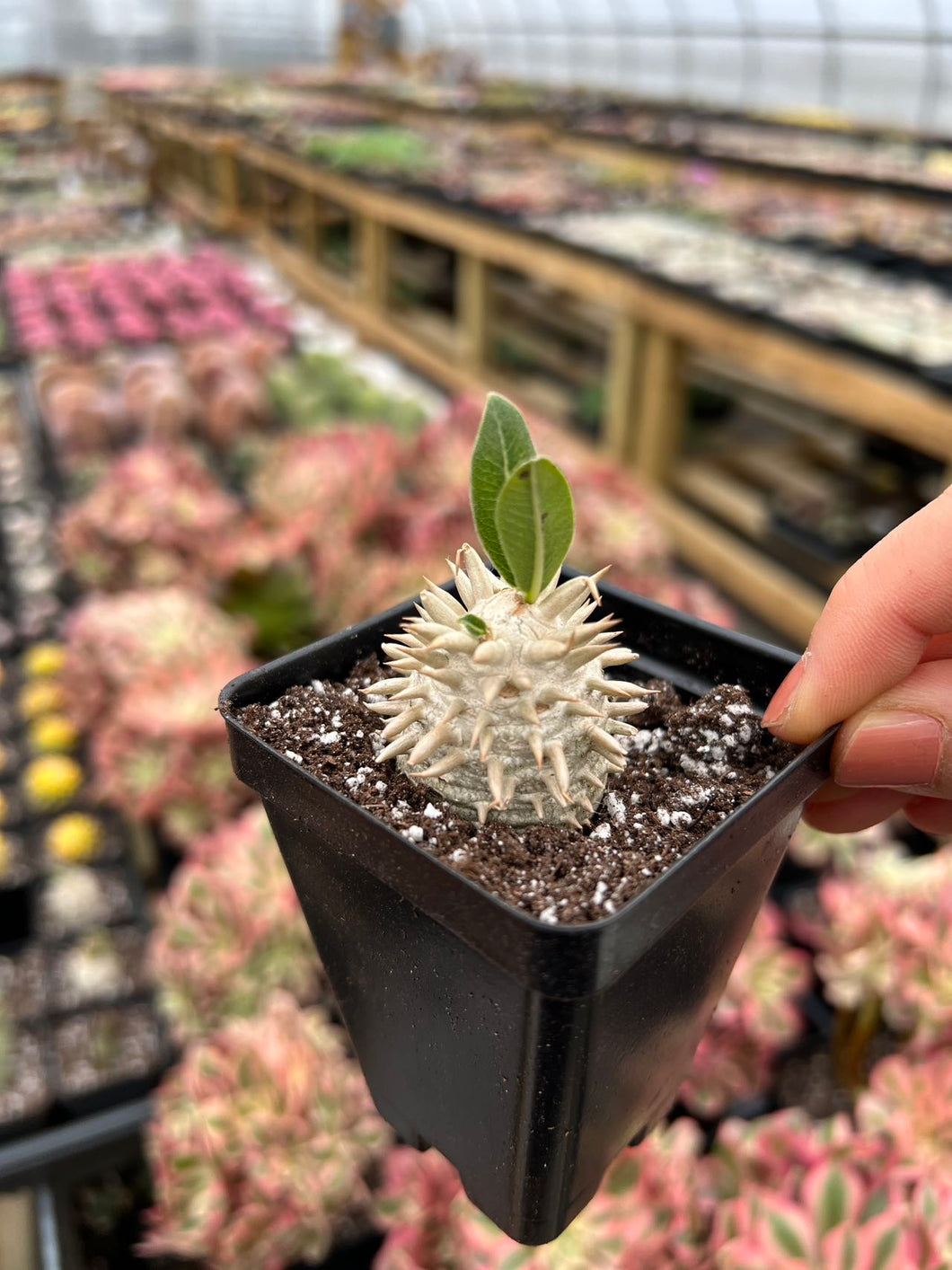 succulents that start with p Pachypodium brevicaule x p.densiflorum