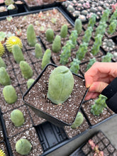 Load image into Gallery viewer, Cactus Penis - April Farm/Rare Succulents
