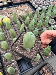 Cactus Penis - April Farm/Rare Succulents
