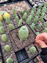 Load image into Gallery viewer, Cactus Penis - April Farm/Rare Succulents
