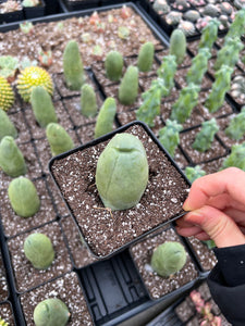 Cactus Penis - April Farm/Rare Succulents