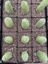 Load image into Gallery viewer, Cactus Penis - April Farm/Rare Succulents
