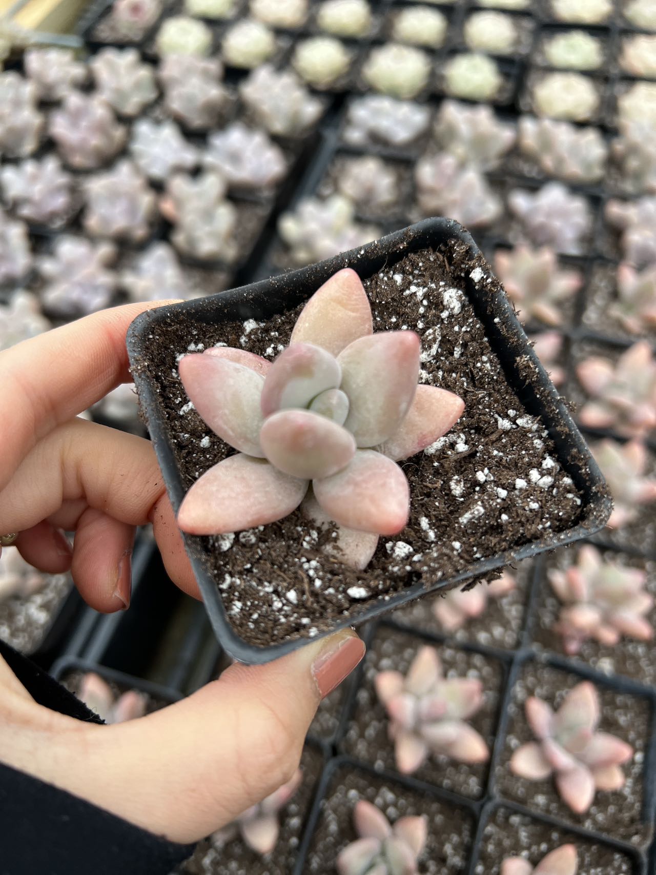 succulent mango Echeveria Mango Beauty