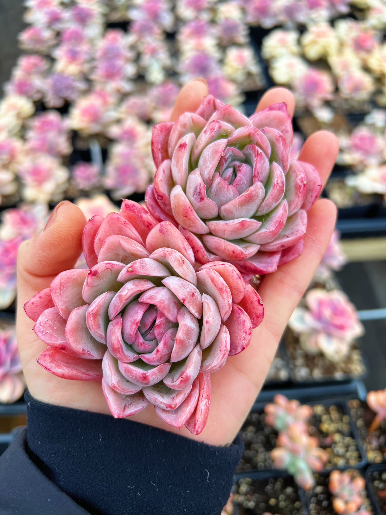 Echeveria Elegans Japanese Ice berry medium single head