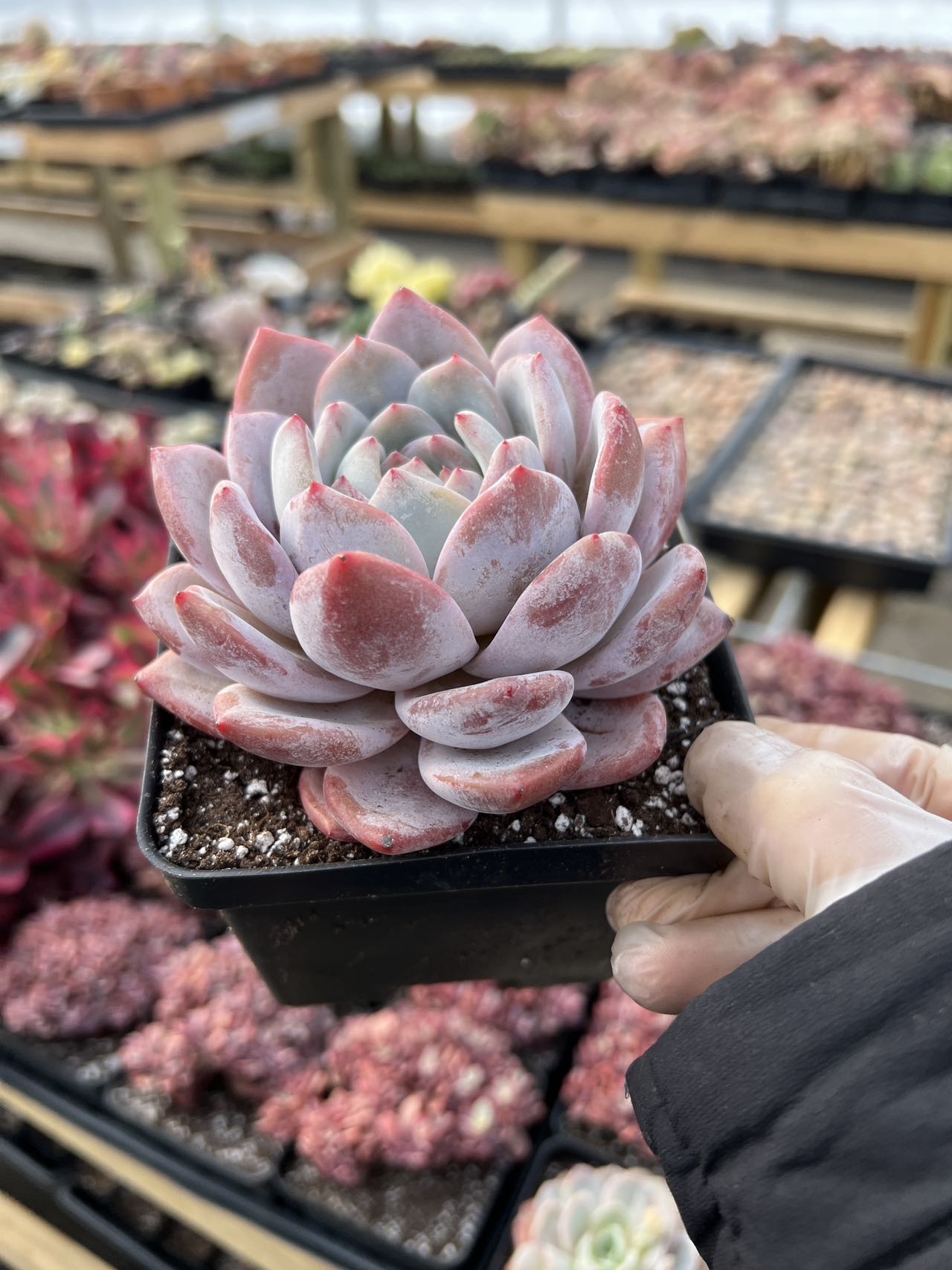 succulent class orange county Echeveria large Orange Monroe