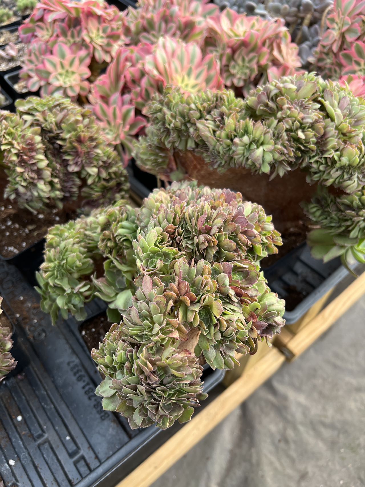 crested succulent for sale Aeonium crested sp