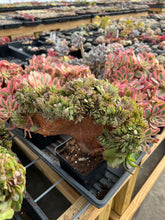 Load image into Gallery viewer, Aeonium crested sp - April Farm/Rare Succulents