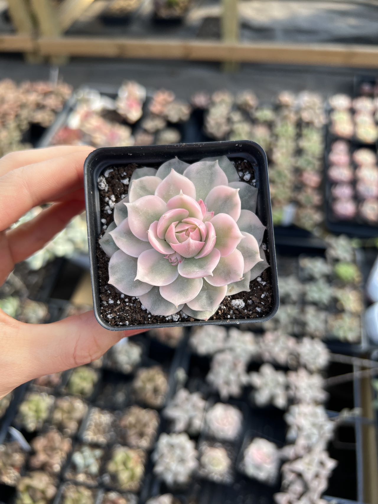 succulent with pink and white flowers Echeveria cv. Onslow variegated