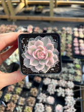 Load image into Gallery viewer, Echeveria cv. Onslow variegated - April Farm/Rare Succulents