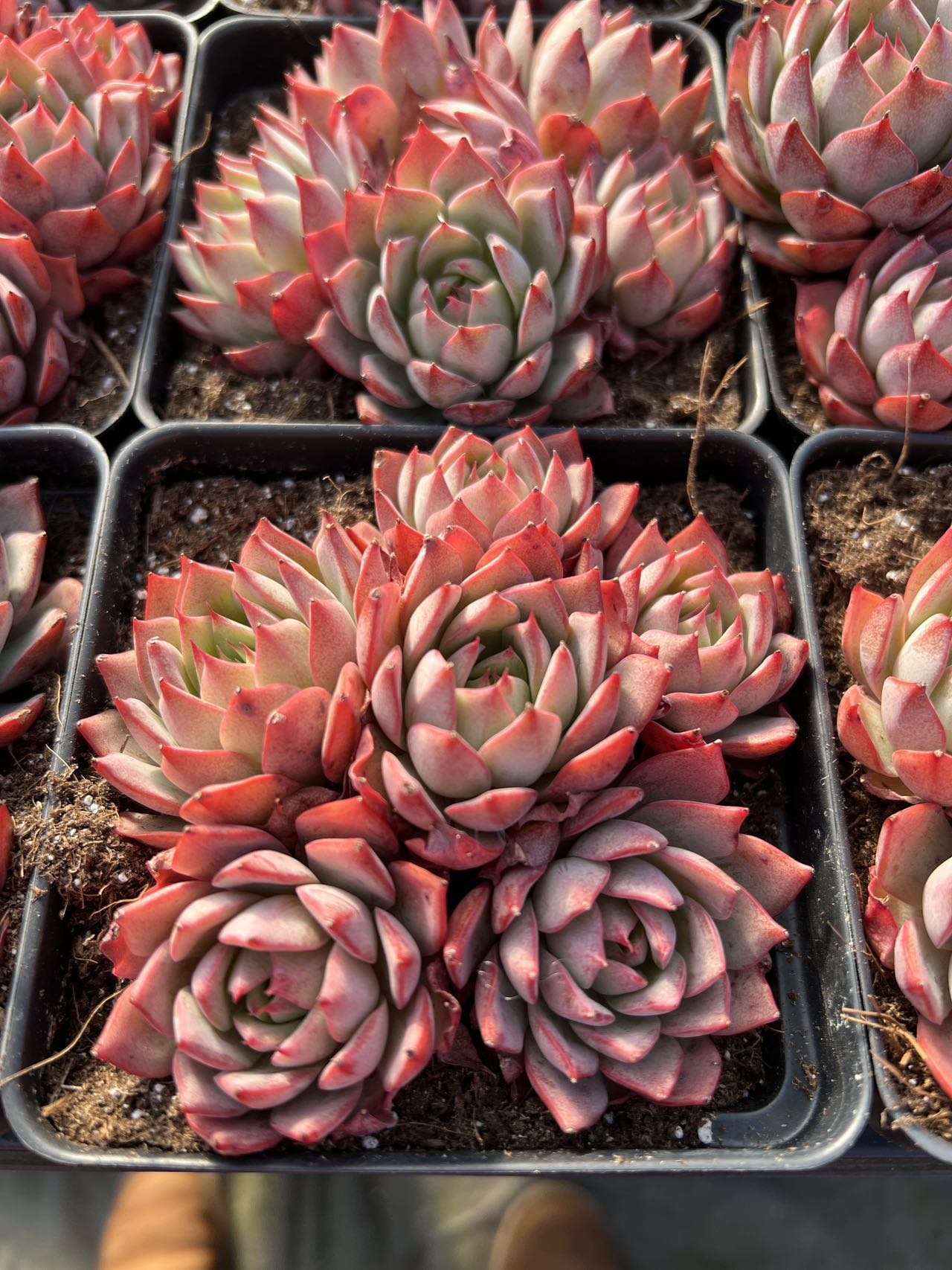 succulents ann arbor Echeveria Linde Anna