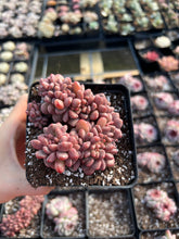 Load image into Gallery viewer, Echeveria Shannel Crested - April Farm/Rare Succulents