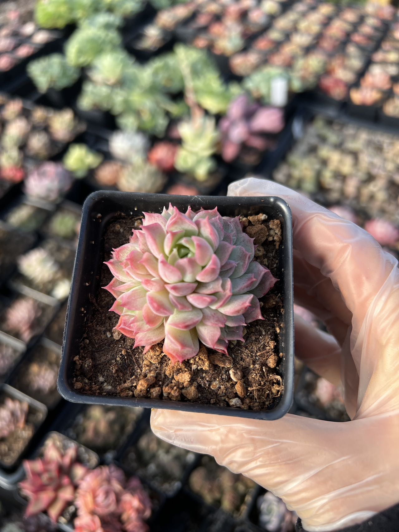 succulent with holes Echeveria Red Hole