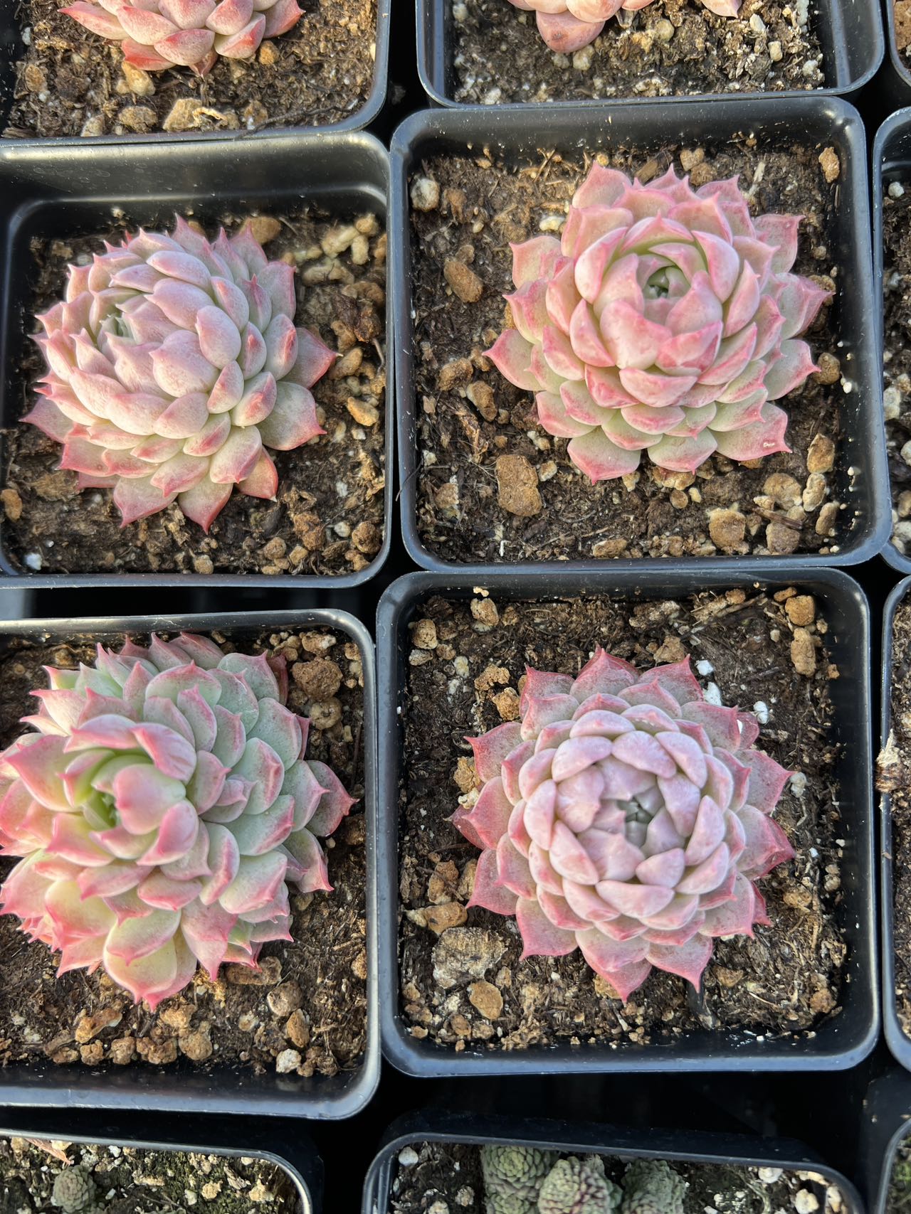 red rosette succulent Echeveria Red Hole