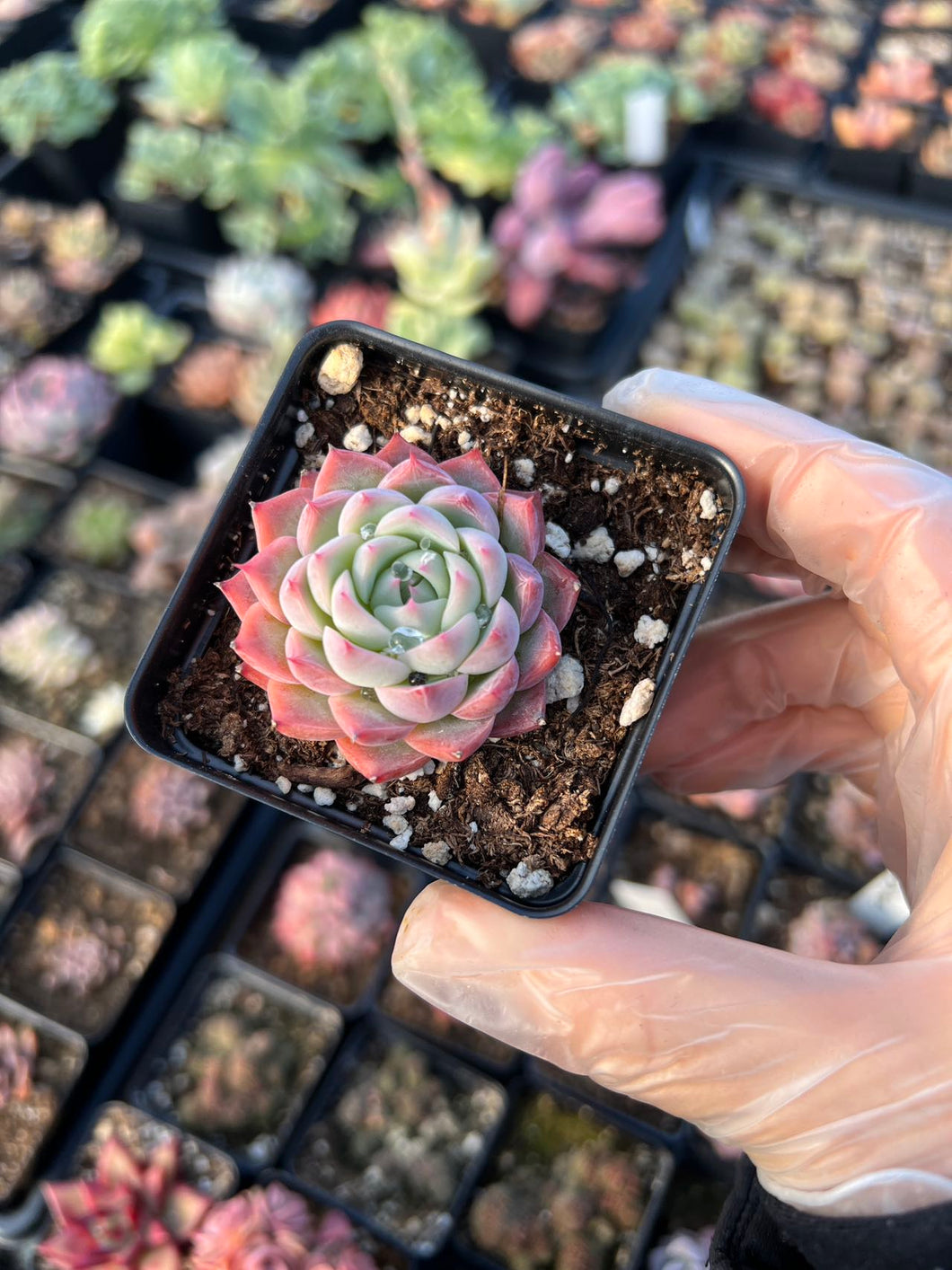 succulent peach Echeveria Peach