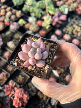 Load image into Gallery viewer, xPachyveria &#39;Angel&#39;s Finger&#39; - April Farm/Rare Succulents