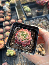 Load image into Gallery viewer, Echeveria Lime and Chill - April Farm/Rare Succulents