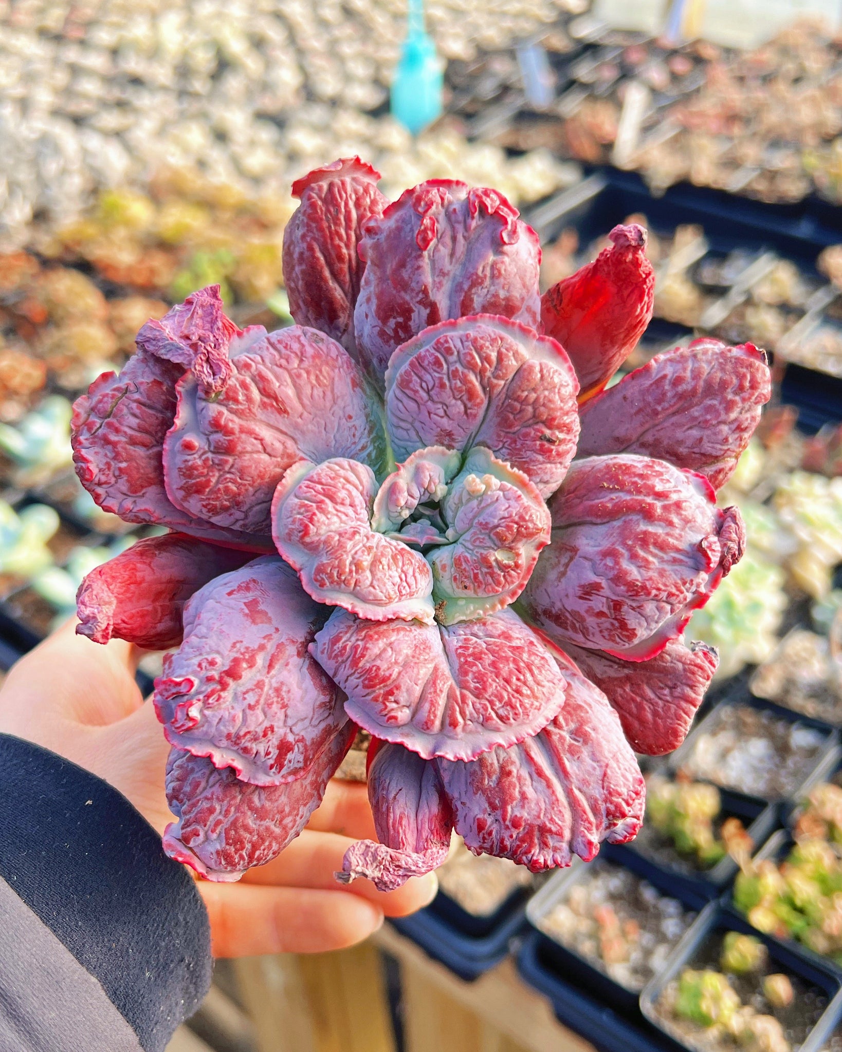rare echeveria succulents Echeveria Linguas