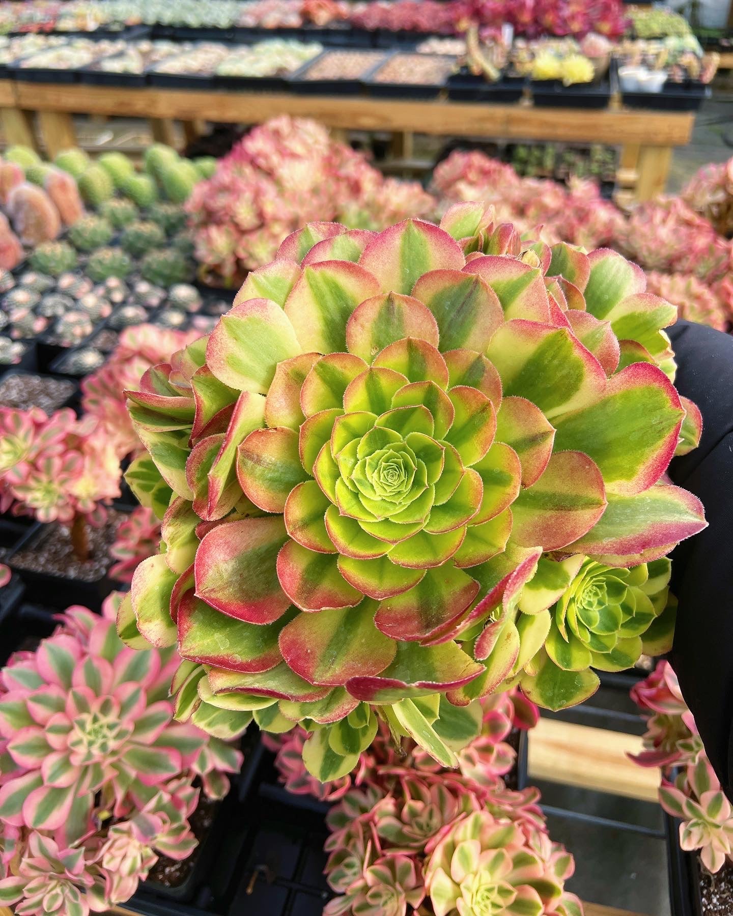 succulent halloween Aeonium Halloween Milky White