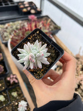 Load image into Gallery viewer, Dudleya gnoma S.W.McCabe (White Greenii) - April Farm/Rare Succulents
