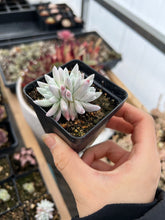 Load image into Gallery viewer, Dudleya gnoma S.W.McCabe (White Greenii) - April Farm/Rare Succulents