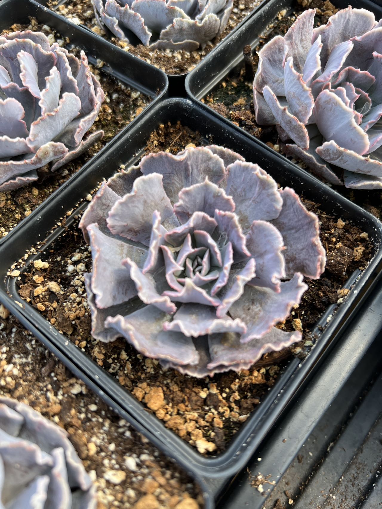 shaviana succulent Echeveria X Shaviana