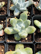 Load image into Gallery viewer, Dudleya pachyphytum - April Farm/Rare Succulents