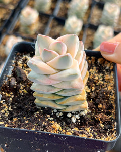 variegated succulents for sale Crassula Moonglow Variegated