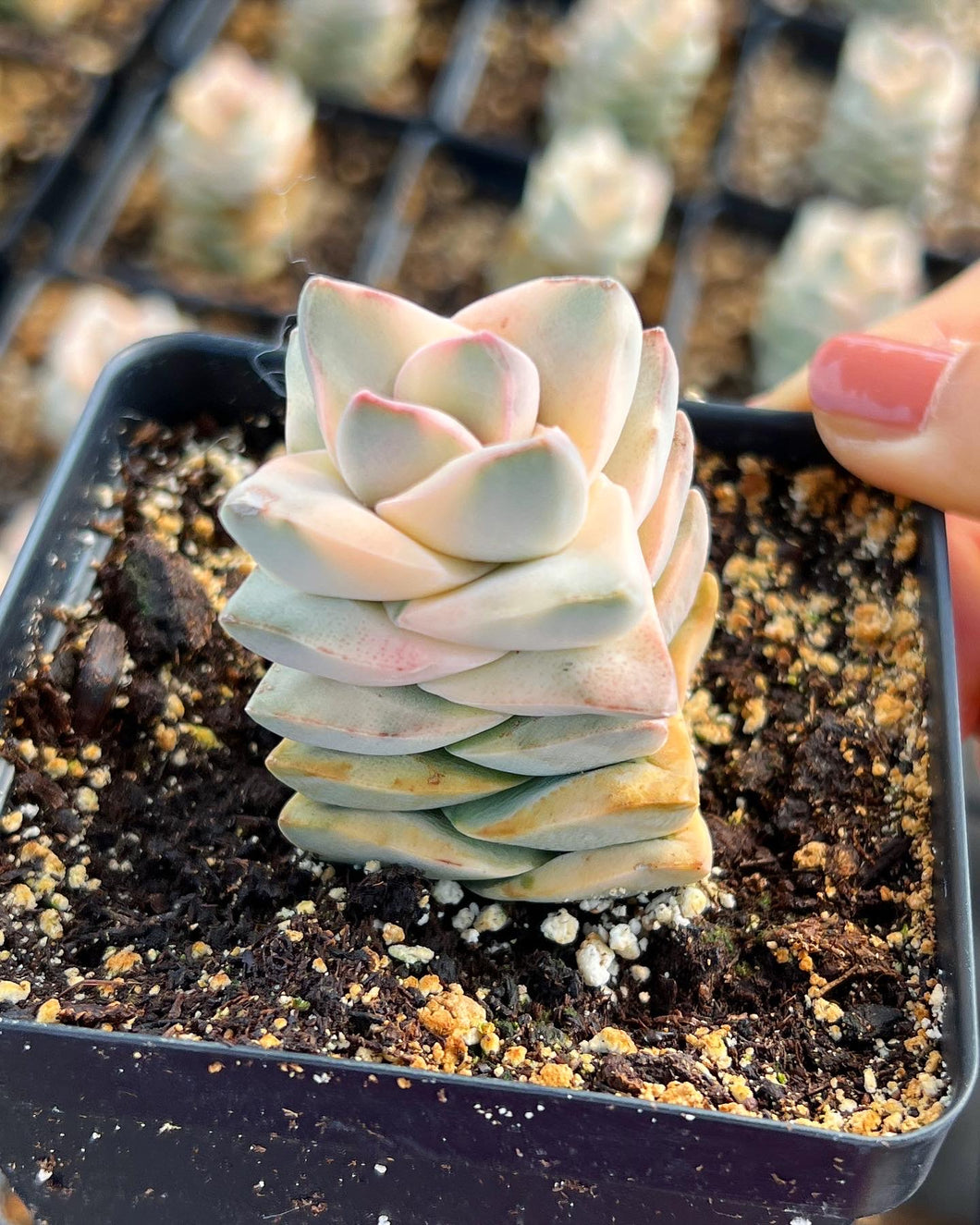 unusual succulents Crassula Moonglow Variegated