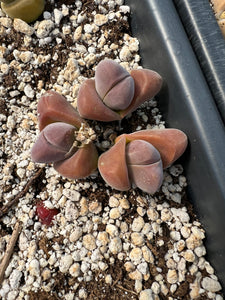 Gibbaeum dispar - April Farm/Rare Succulents