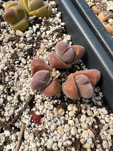 Gibbaeum dispar - April Farm/Rare Succulents