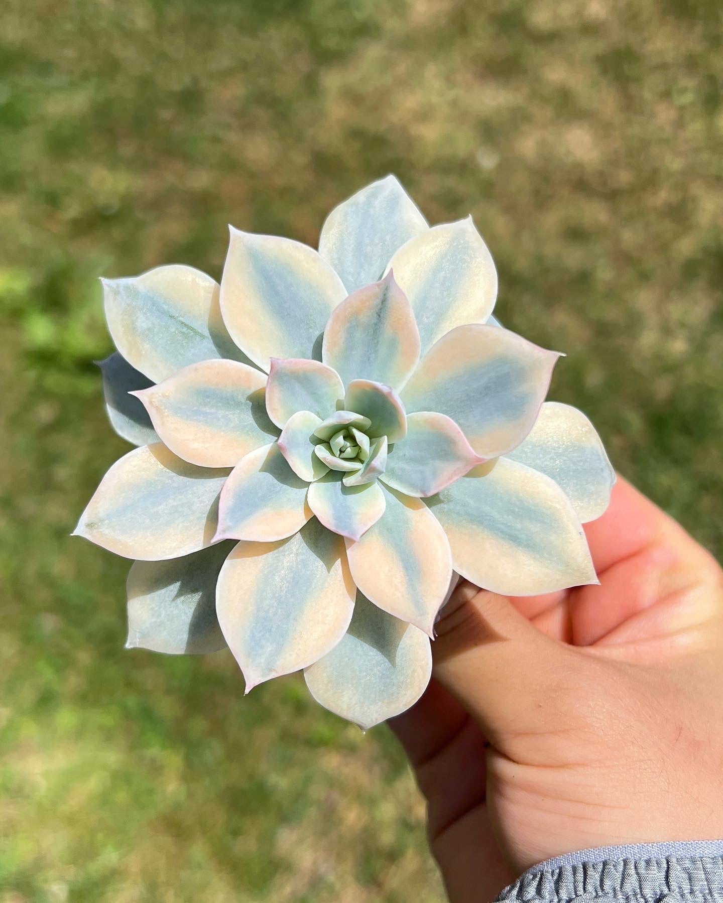 Echeveria Subsessilis variegated - April Farm/Rare Succulents