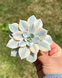 Echeveria Subsessilis variegated - April Farm/Rare Succulents