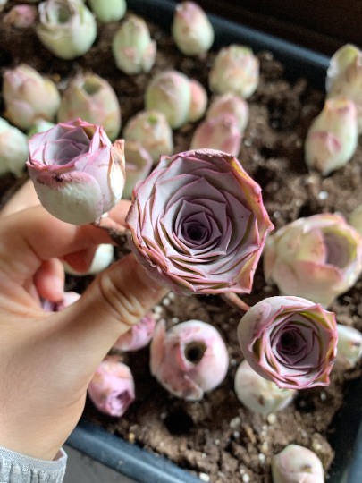 pink mountain rose succulent Aeonium Aurea ex El Hierro 'Pink Mountain Rose' Greenovia cluster(green in  winter, pink in summer)