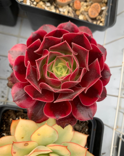 medusa succulent flower Aeonium Medusa