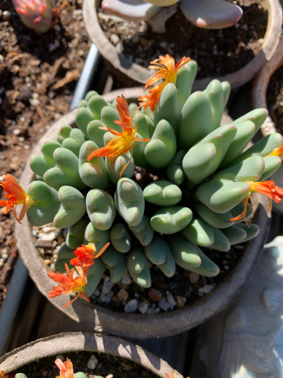 Conophytum Bilobum large cluster - April Farm/Rare Succulents