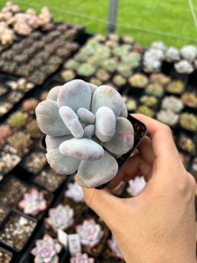 Rare Succulent Plant - outlet Moonstone