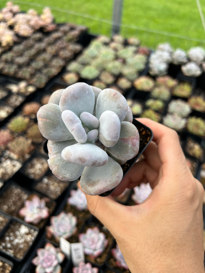 mutated succulent Rare Succulent