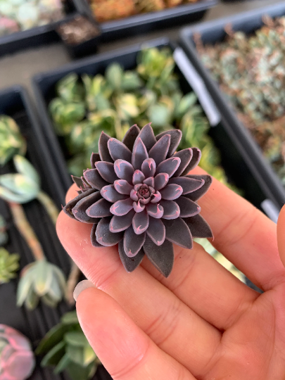 rusbyi succulent Graptopetalum Rusbyi(stressed in pink)