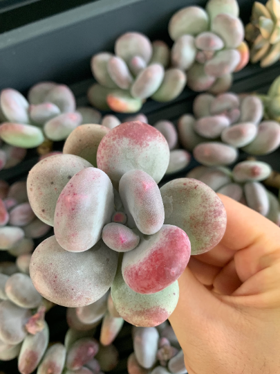 european succulents Pachyphytum European Beauty